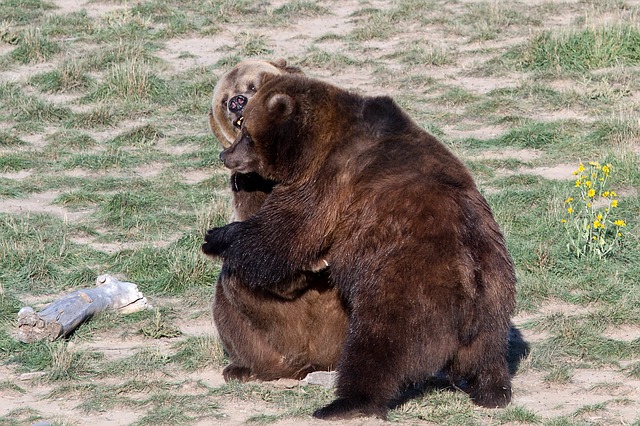 Medveď grizly